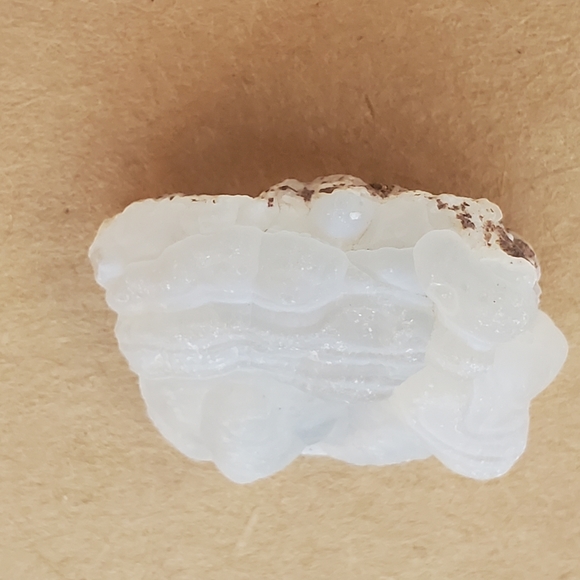 🦣FOSSILS FOR KIDS🦖 - Picture 8 of 14